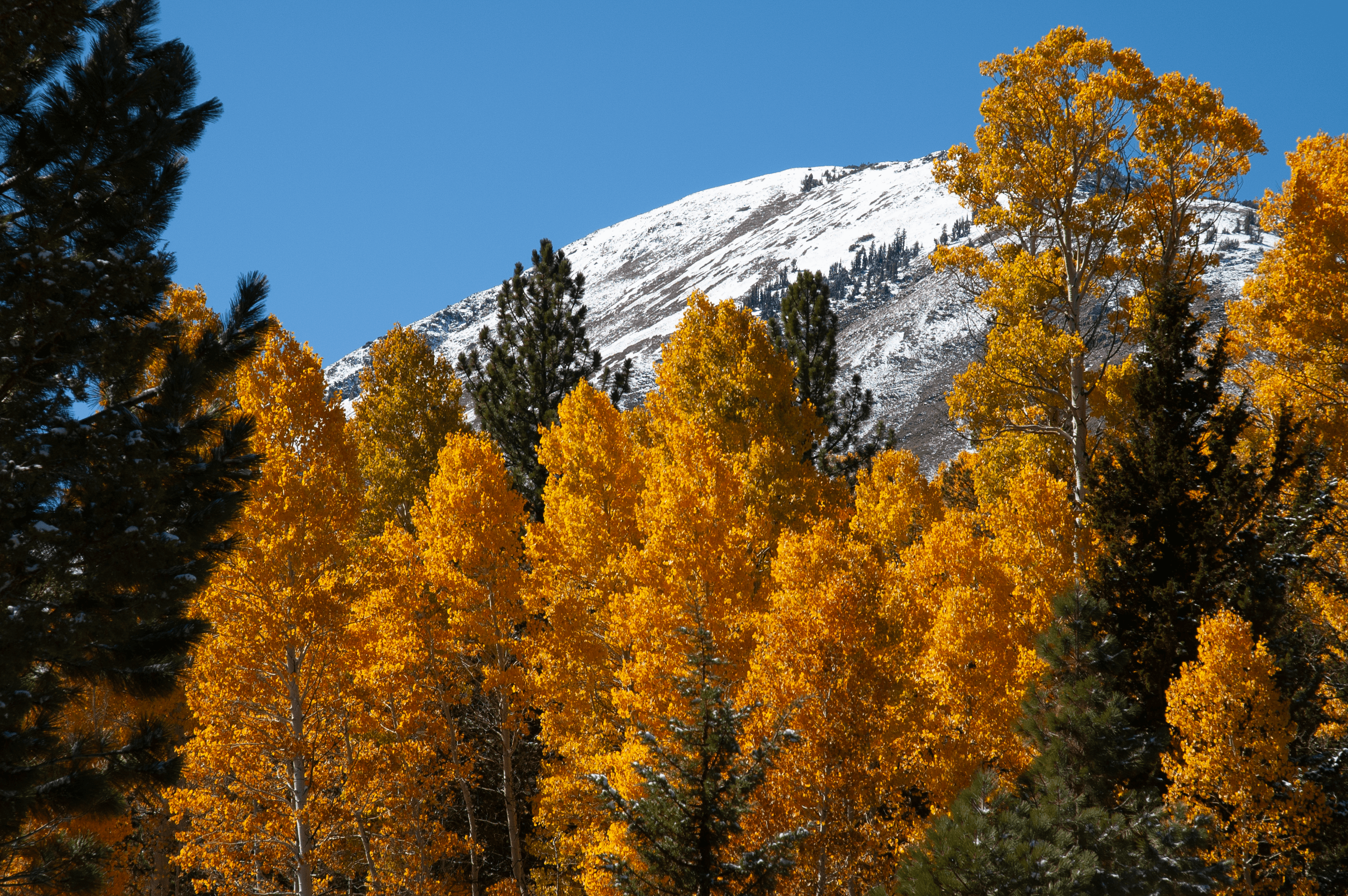 Aspens